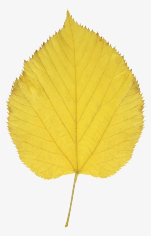 Aspen Leaf Clip Art Clipart - Autumn