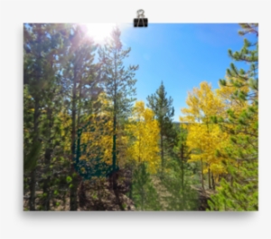Yellow Aspen Shine In The Sun - Printing