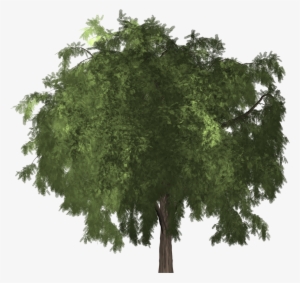Pepper Tree - Schinus Molle Png