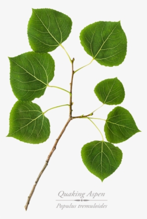 Click And Drag To Re-position The Image, If Desired - Quaking Aspen Leaf Art