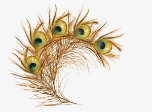 Featured image of post High Resolution Peacock Feather Transparent Background