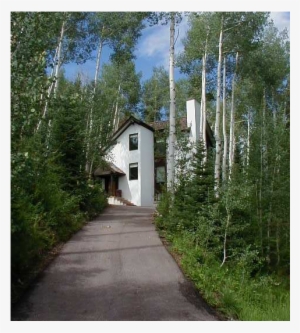 Ski/summer House Among The Aspen Trees - Tree