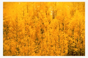Aspen Gold - Autumn