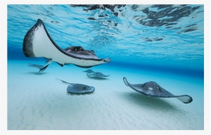 Bluerays Iv - Stingray