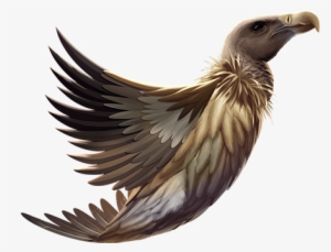 Bald Eagle - Accipitridae