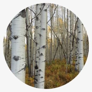 Fps Services - Formative Psychological Services