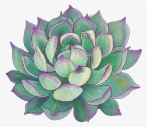 Succulent Plants Aesthetic Tumblr Sticker - Succulent Plant Greeting Cards