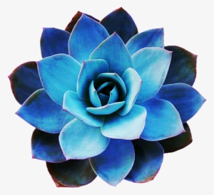 Picture Black And White Download By Jeanicebartzen - Succulent Echeveria Blue Star