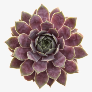 Non Toxic Pet Safe Succulents - Succulent Plant