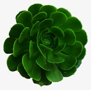 Picture Freeuse Library By Jeanicebartzen On Deviantart - Succulents Png