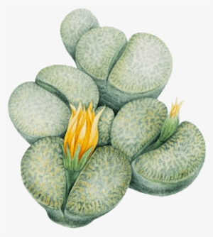 Lithops - Houseplant
