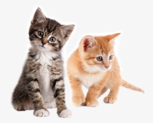 Kittens No Background