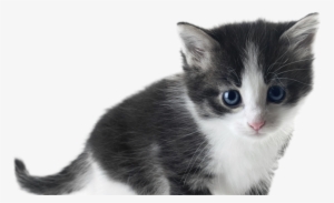 Kittens Transparent White - Black And White Kitten Png