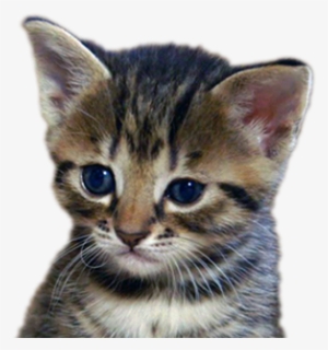 Meet The Kittens - Kitten Bbc