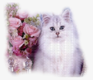 "gato Blanco"cat Marta