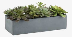 Succulent Plant Rectangle Pot