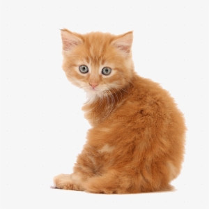 Cute Kittens Png Pics - Kitten Png
