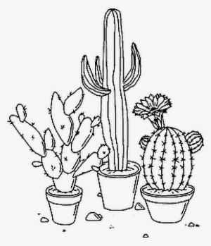 Plants Tumblr Nature - Cactus Drawings