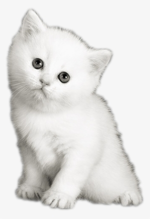 Png Transparent Library My Photoscape Gatos Uploaded - Cute White Kitten Png