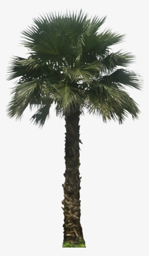 Washingtoniarb02l Plant Images, Plant Pictures, Mexican - Palm Tree Elevation Png