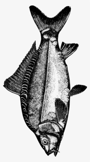 Fish Mirror Carp Koi - Clip Art