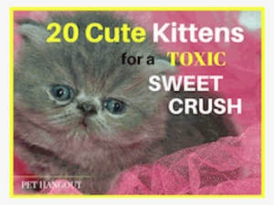 Blog Post22 Cute Kittens Thumbnail