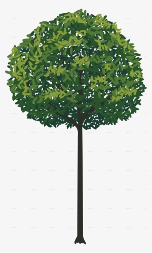 Tree Collection - New Mexico Maple