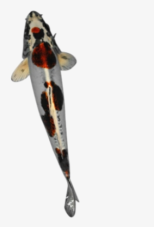 Gold N Gold N Koi Food - Food