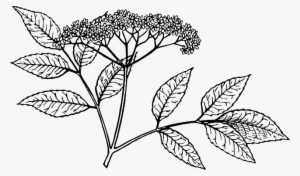 Flower Vine Png - Elderberry Drawing
