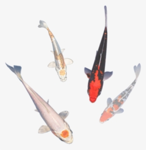 Allkoi-sale - Koi