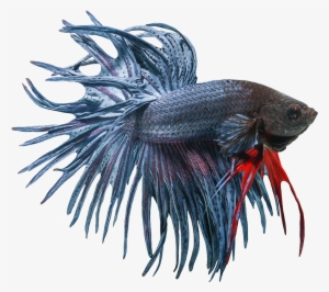 Betta Fish Clipart Freeuse Download Free - Siamese Fighting Fish Png