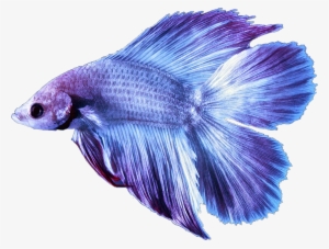 Betta Bettafish Fish Bettasplendens Purple Lilac Fancy - Fish With Transparent Background