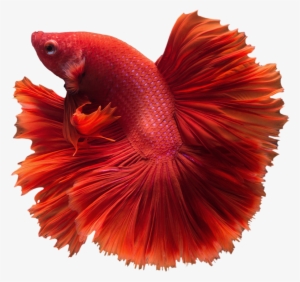 Betta Transparent Png - Betta Png