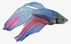 Masked - Siamese Fighting Fish Png