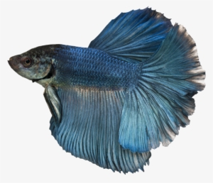 007 By Duzulek - Blue Betta Fish Boy