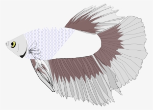 Betta Half Moon - Siamese Fighting Fish