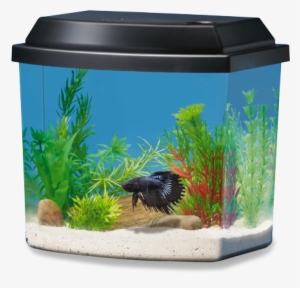 1 Gallon - National Geographic 1 Gallon Fish Tank