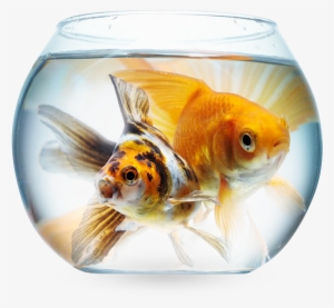 Fish - White