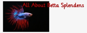 All About Betta Splendens - Aquarium
