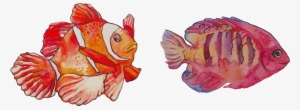 Watercolor Painting Clownfish - Fish Clip Art Watercolor