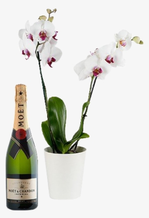 White Orchid & Champagne
