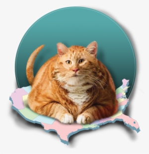 Porky Pet Pandemic - Albuquerque