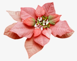 Christmas Greenery, Poinsettias And - Christmas Day