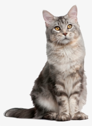 Cat Sitting Up - Cat Sitting Png