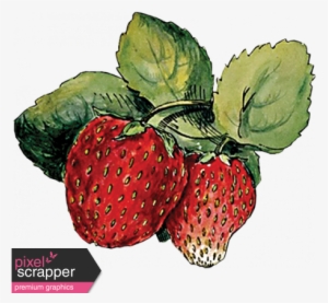 Strawberry Sketch 2 Strawberry Png, Strawberry Fields, - Strawberry Drawing