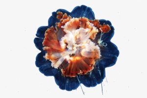 Hfgm 2015 03 15 - Lion's Mane Jellyfish