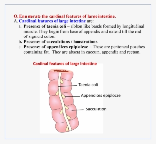 Large Intestine - Large Intestine Special Features