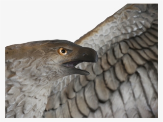 Assassin's Creed® Origins - Hawk