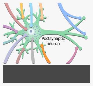An Image Showing Few Dendrites Of Presynaptic Neurons - Neuron