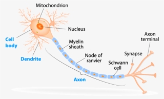Structure Of A Typical Neuron
